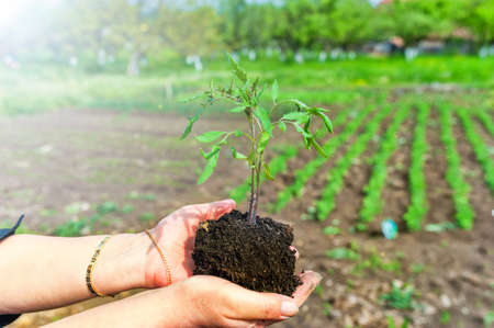 woman holding a plant in hands against garden background, bio concept, fresh and bio tomatoes plantの写真素材