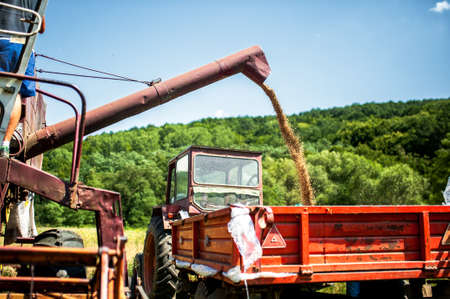 Industrial combine harvester unloading wheat crops in trailerの写真素材