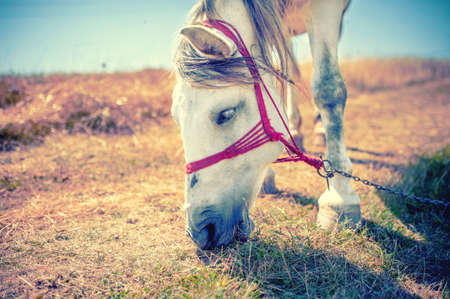 white horse eating grass and hay on the field at countryside farm. vintage effectの写真素材