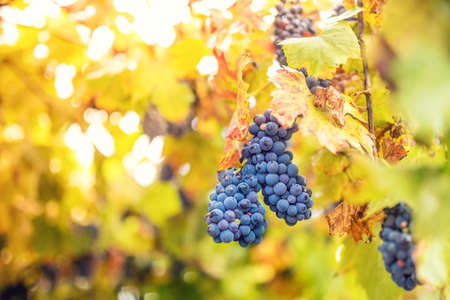 harvesting season with ripe grapes in fall. bunch of grapes at winery