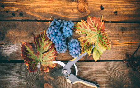 ripe grapes on autumn harvest, isolated on wooden background with leaves and scissorsの写真素材