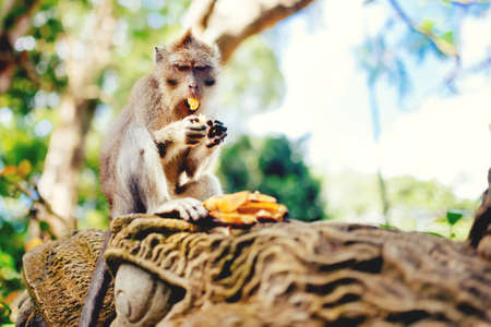 Macaque monkey or long tailed monkey eating bananas. portrait of primate enjoying lunchの写真素材