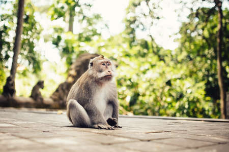 Close-up portrait of long tail monkey in natural habitat.の写真素材