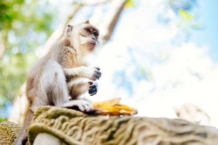 portrait of monkey in exotic, natural habitatの写真素材
