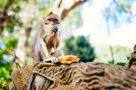 long tailed monkey enjoying bananas in natural habitatの写真素材
