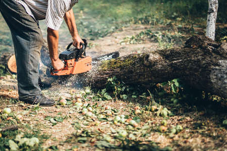 Trunk cutter, wood and timber slicing. Forester cutting logsの写真素材