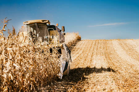 Farmer working the fields and harvesting corn. Farmer using combine harvesterの写真素材