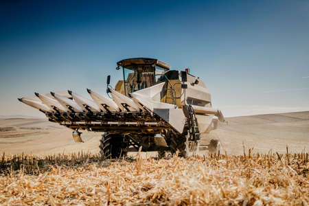 Combine harvesting corn at sunsetの写真素材