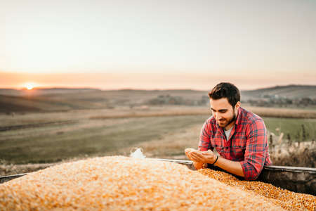 Portrait of harvester at sunset enjoying his harvest in tractor trailerの写真素材