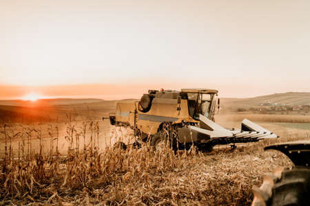 Industrial agriculture combine harvester machinery working in the fields and harvesting corn.