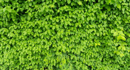 wall of green leaves in a parkの写真素材