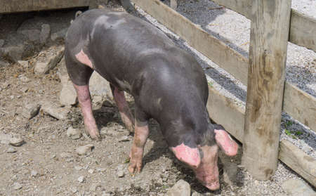 black pig with pink spots on an austrian farmの写真素材
