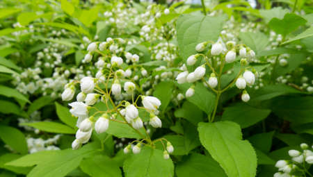 garden of lily blossomの写真素材