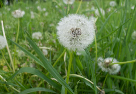 dandelion close upの写真素材