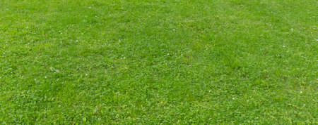 green grass in a parkの写真素材