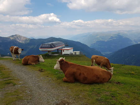 cows resting on high alpen mountainの写真素材