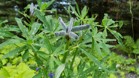 Unidentified flower in Austrian Alps blossomingの写真素材