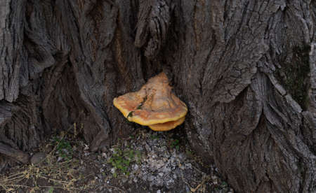 Mushroom growing on a treeの写真素材