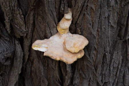Mushroom growing on a treeの写真素材