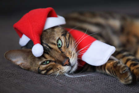 New Year cat, cute cat dressed in the Santa clothes laying on a sofa and looking awayの写真素材