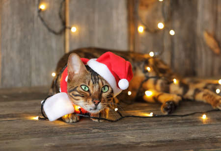 New Year cat, cute cat dressed in the Santa clothes, laying on a wooden background and looking straightsの写真素材