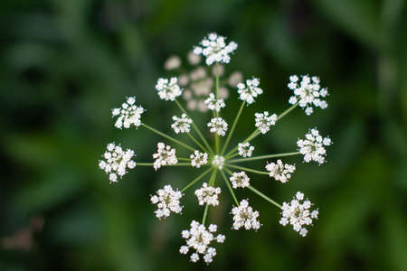 Meadow beautiful white flowers in soft focus and blurred for background, little flowers field in the morning sunshine of summer. Abstract nature background with wild flowers. Macro, selective focusの写真素材