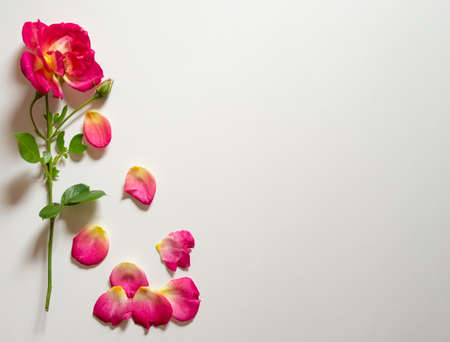 Flowers composition. Frame made of rose flowers, petals on white background. Valentine's Day background. Festive card. Flat lay, top view, copy spaceの写真素材