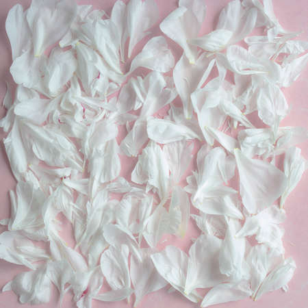 White peonies petals on pink background. Wallpaper.の写真素材