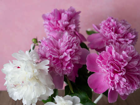 Bouquet of white and pink peonies in a white jug on a pink background. Close-up, selective focusの写真素材