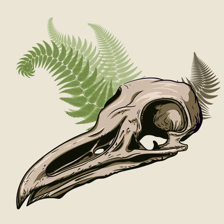 Seagull skull in fern leaves.の写真素材