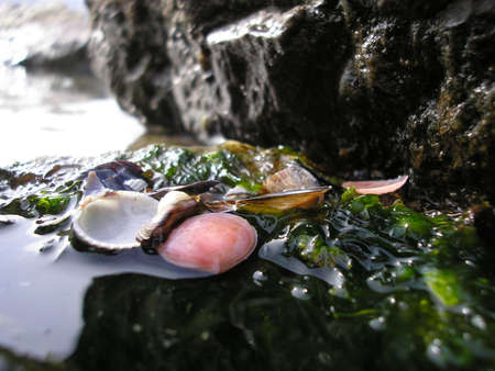 Some seashells on a rock into the sea with water coming on them