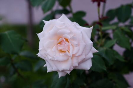 White rose closeupの写真素材