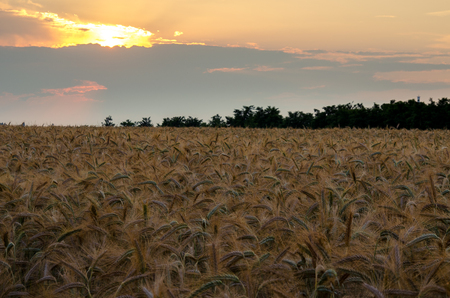 Sunset over a wheat fieldの写真素材