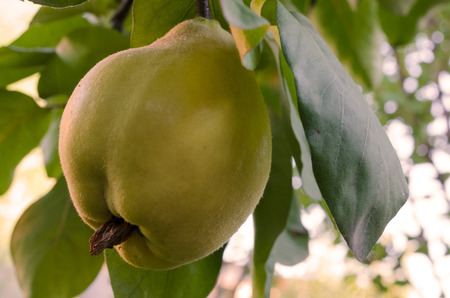 Quince fruit in the treeの写真素材