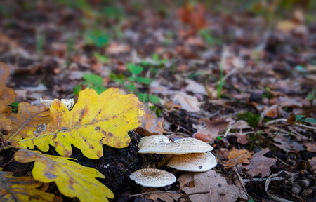 Mushrooms in the forest