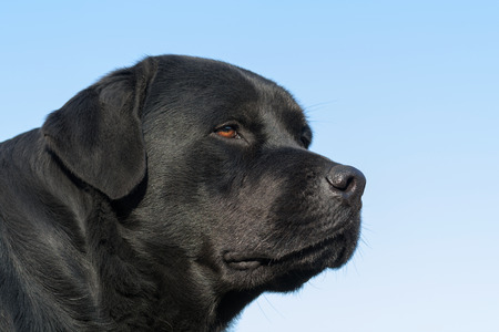 Black labrador retrivierの写真素材