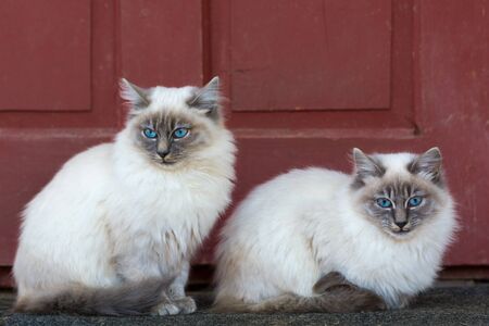 Two beautiful little cats with blue eyesの写真素材