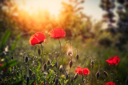 Poppy flowers in a beautiful sunny dayの写真素材