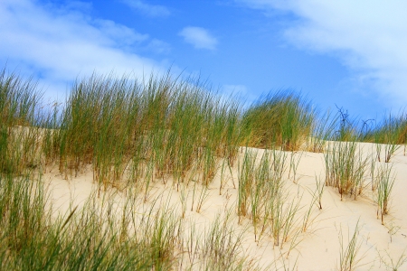Grass on dunes, Slowinski National Park, Leba, Poland