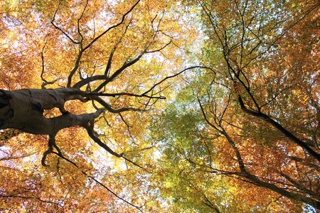 Autumn landscape with trees in the forest