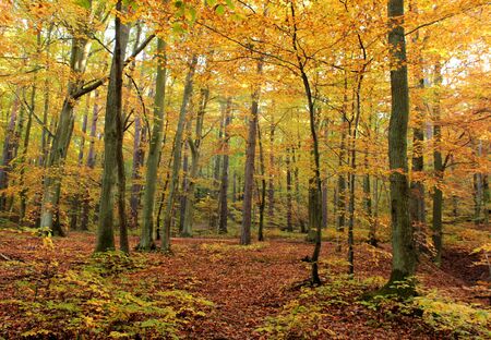 Autumn forest in Gdynia, Poland