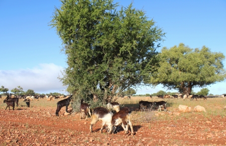 Goats feeding on argan tree, Moroccoの写真素材