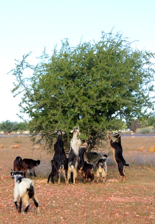 Goats feeding on agran tree, Maroccoの写真素材
