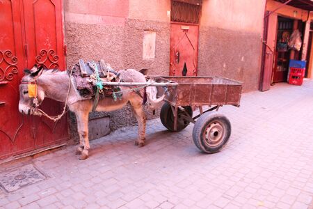 Donkey on the street in Marrakech, Moroccoの写真素材