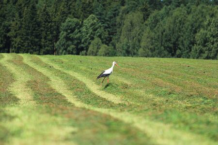 White stork on a meadowの写真素材