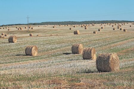 Harvesting field. Bales of straw in field