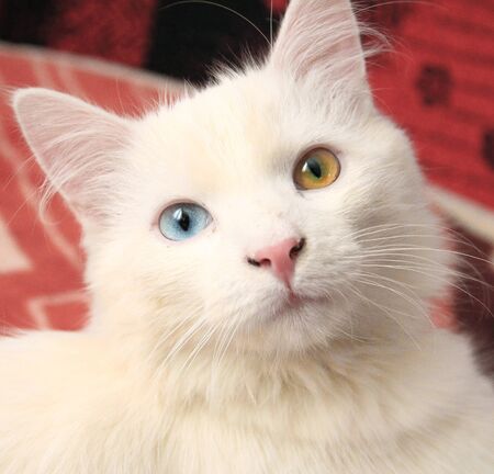 White cat with different eyes colorの写真素材