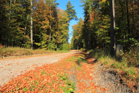 Golden autumn. Gravel road in a forest. Pomerania region. Polandの写真素材