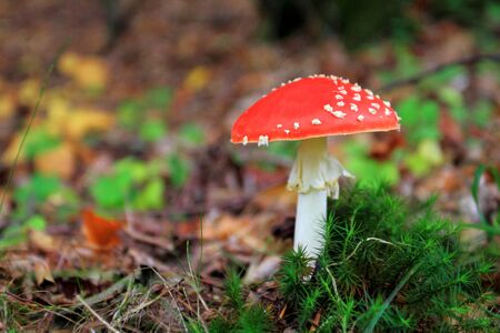 Fly agaric or fly Amanita mushroom, Amanita muscariaの写真素材