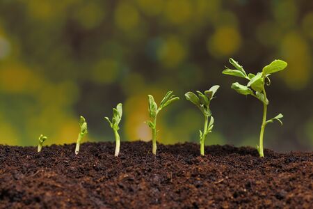 New seeds of pea growing in soil